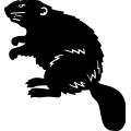 (image for) Beaver 5 =