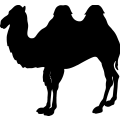 (image for) Camel 2 =