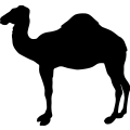 (image for) Camel 4 =