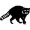 (image for) Coon 006 =