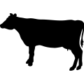 (image for) Cow 104 _