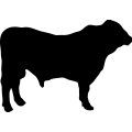 (image for) Cow 105 _