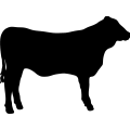 (image for) Cow 106 =