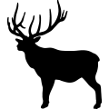 (image for) Elk 1 =