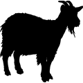 (image for) Goat 013 =