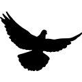(image for) Dove Flying 002 _