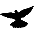 (image for) Dove Flying 007 _