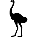 (image for) Ostrich 1 =