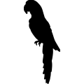 (image for) Parrot 9 _
