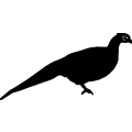 (image for) Pheasant 9 =