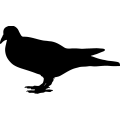 (image for) Pigeon 2 =