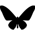 (image for) Butterfly 013 _
