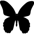 (image for) Butterfly 031 =