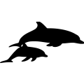 (image for) Dolphin 12 =