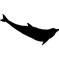(image for) Dolphin 5a _