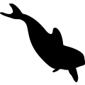 (image for) Killer Whale 2 _