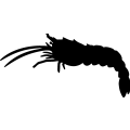 (image for) Shrimp 1 _