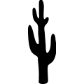 (image for) Cactus 048