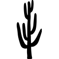 (image for) Cactus 050