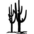 (image for) Cactus 20 =