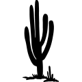 (image for) Cactus 30 _
