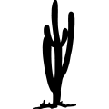 (image for) Cactus 31 =