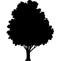 (image for) Ash Tree =