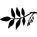 (image for) Ash Tree Leaf _