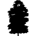 (image for) Cedar Atlas Tree =