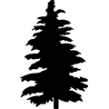 (image for) Cedar Tree _