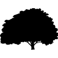 (image for) Chestnut Tree =