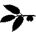 (image for) Chestnut Tree Leaf =