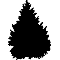(image for) Cypress Arizona Tree _