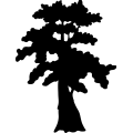 (image for) Cypress Bald Tree =
