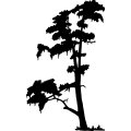(image for) Cypress Tree =
