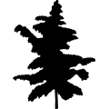 (image for) Dogwood Tree _