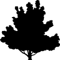 (image for) Dogwood White Tree =