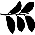 (image for) Elm Tree Leaf =