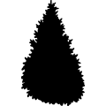 (image for) Fir Tree _
