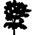 (image for) Hickory Tree =