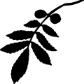 (image for) Hickory Tree Leaf _