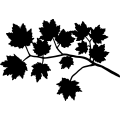 (image for) Maple Leaves =