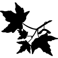 (image for) Maple Sugar Leaf =