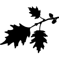 (image for) Oak Red Leaf =