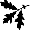 (image for) Oak White Leaf _