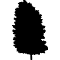 (image for) Poplar Tree _