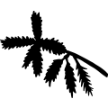 (image for) Redwood Tree Leaf _