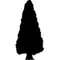 (image for) Sequoia Giant Tree _