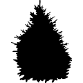 (image for) Spruce Tree _