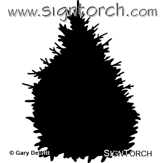 (image for) Spruce Tree _